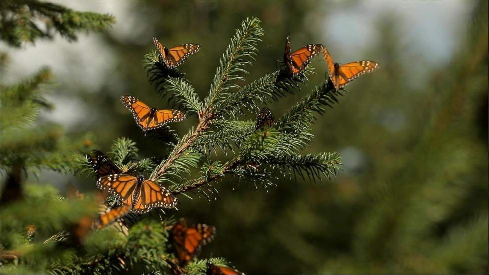 Au Mexique, l’Eldorado du papillon monarque