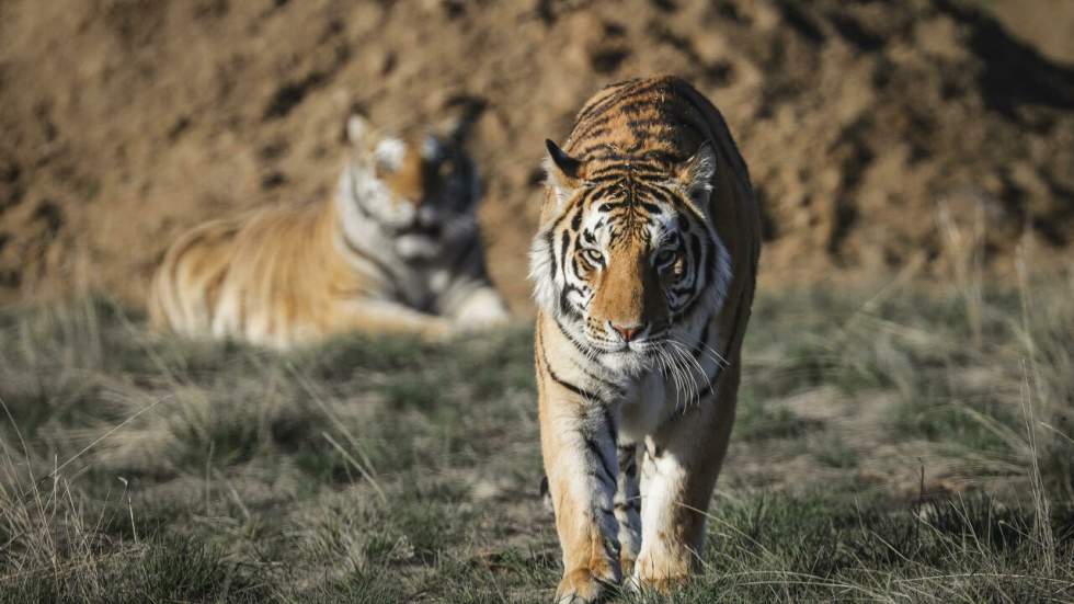 La justice américaine saisit les fauves de l'exubérant "Joe Exotic"