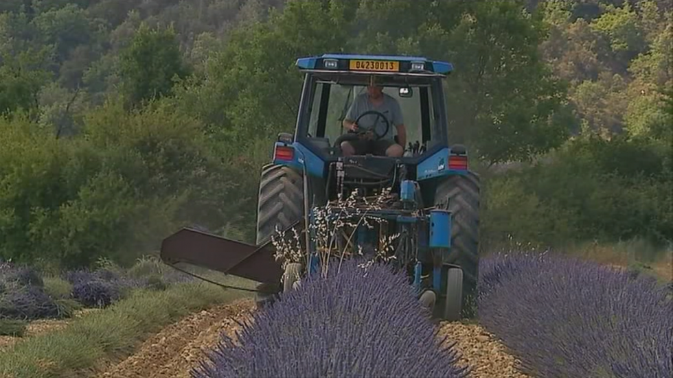 L’or bleu de Provence L’or bleu de Provence