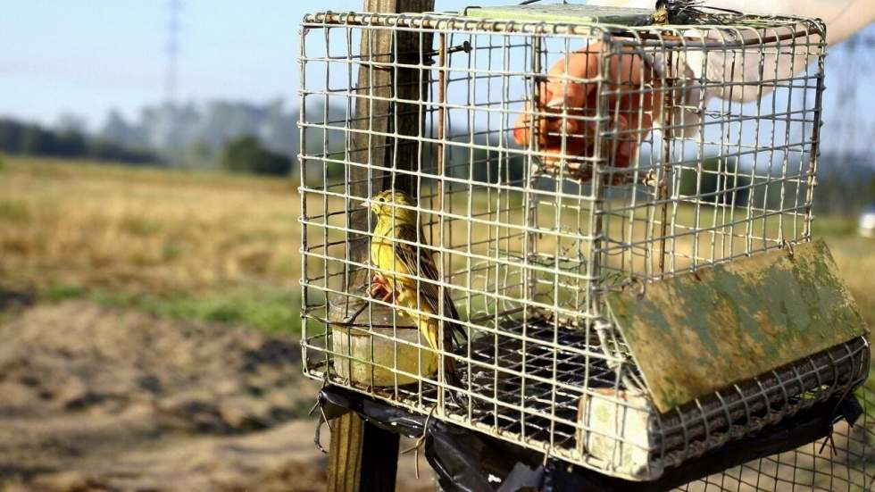 En France, le Conseil d'État juge "illégales" plusieurs techniques de chasse d'oiseaux