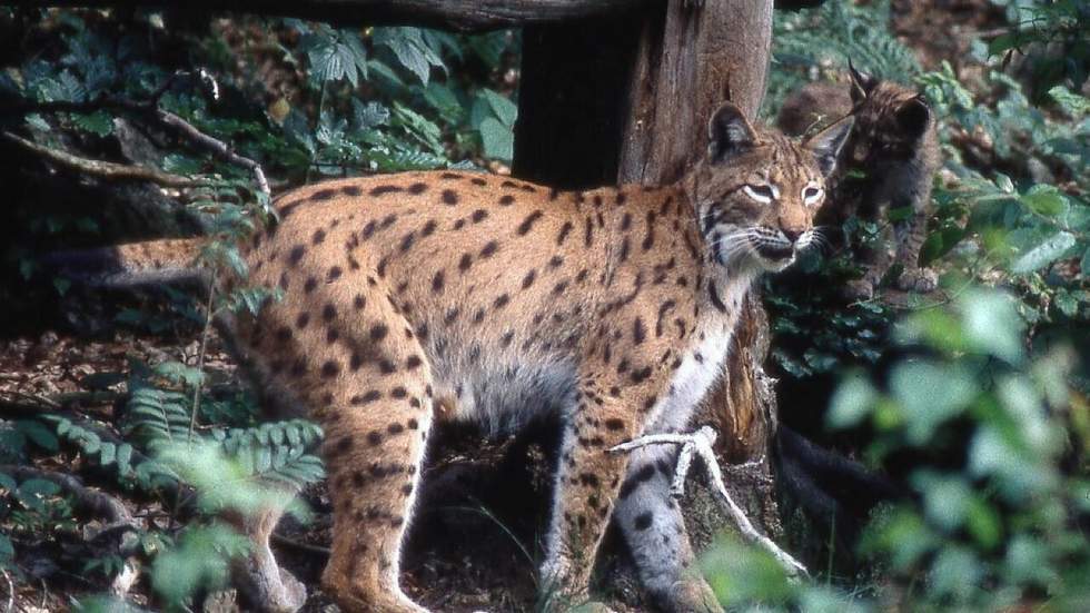 Naissance de deux lynx boréal dans l'est de la France, une première depuis le 17e siècle Naissance de deux lynx boréal dans l'est de la France, une première depuis le 17e siècle