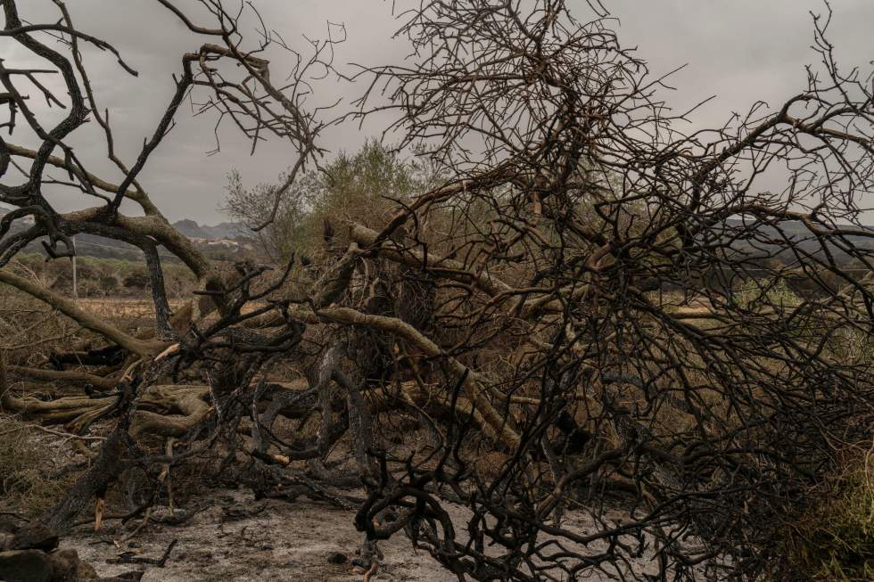 Europe, Sibérie, États-Unis… Un été marqué par des incendies historiques