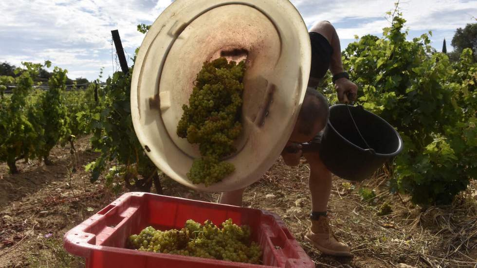 La course contre la montre du vin français face au changement climatique