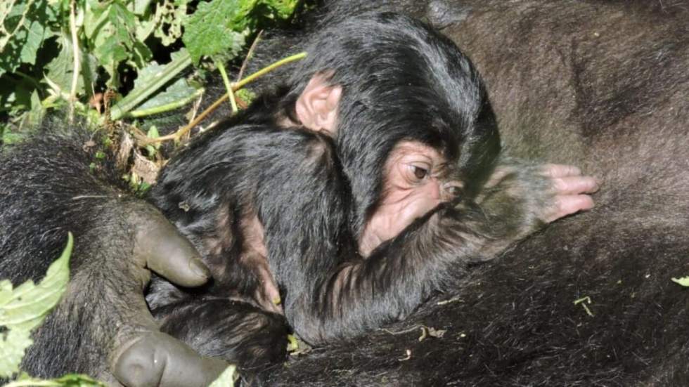 RD Congo : naissance d'un gorille de montagne au parc national des Virunga