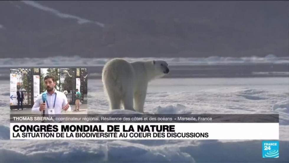 À Marseille, les ONG comptent exiger des mesures concrètes pour sauver la biodiversité À Marseille, les ONG comptent exiger des mesures concrètes pour sauver la biodiversité
