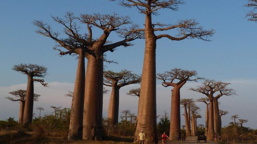 Déforestation, réchauffement climatique… les arbres aussi sont menacés d’extinction