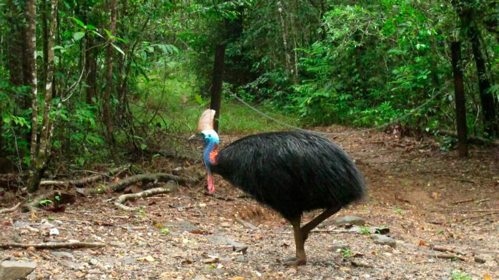 La forêt tropicale australienne de Daintree rétrocédée aux indigènes