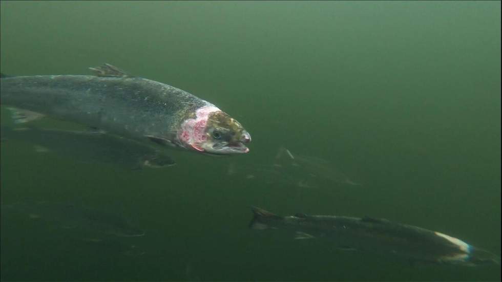 Écosse : l'envers de l'élevage intensif des saumons