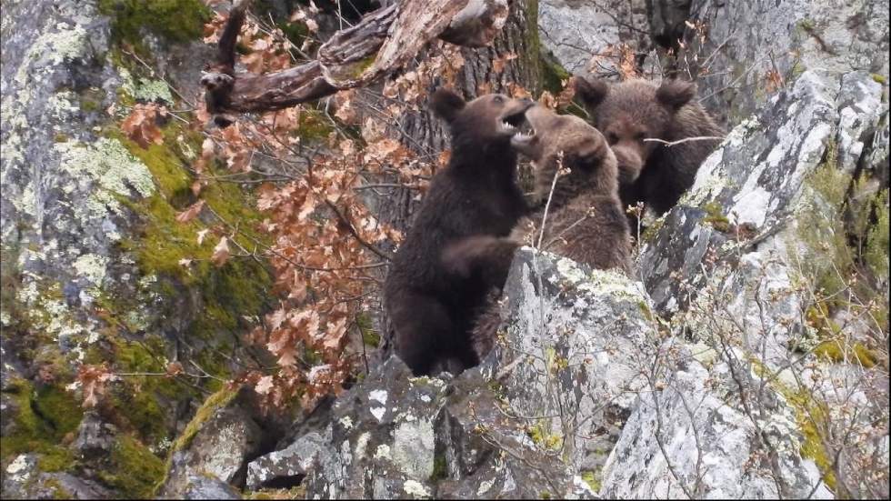 Espagne : les ours dans les Asturies, une cohabitation harmonieuse avec les hommes