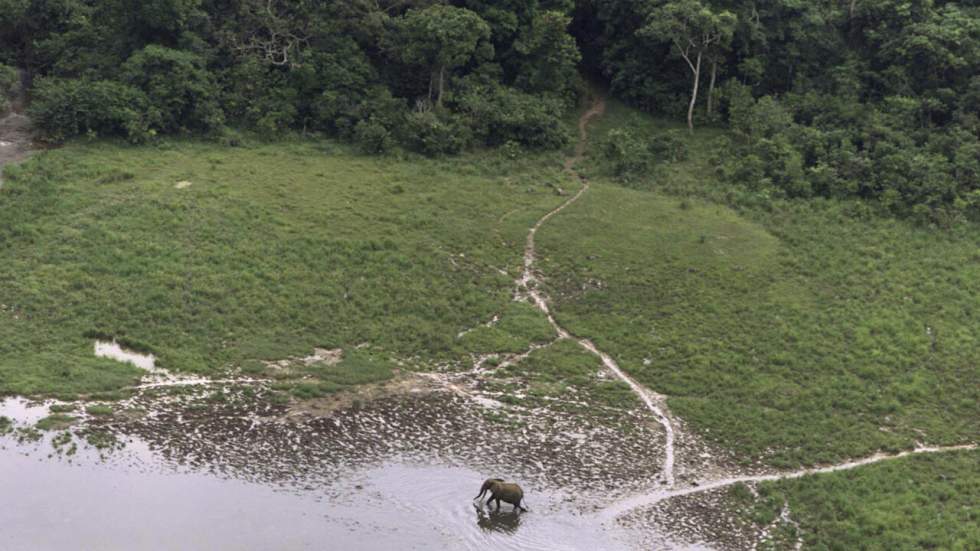 La forêt d'Afrique centrale, "deuxième poumon vert de la planète", en danger La forêt d'Afrique centrale, "deuxième poumon vert de la planète", en danger