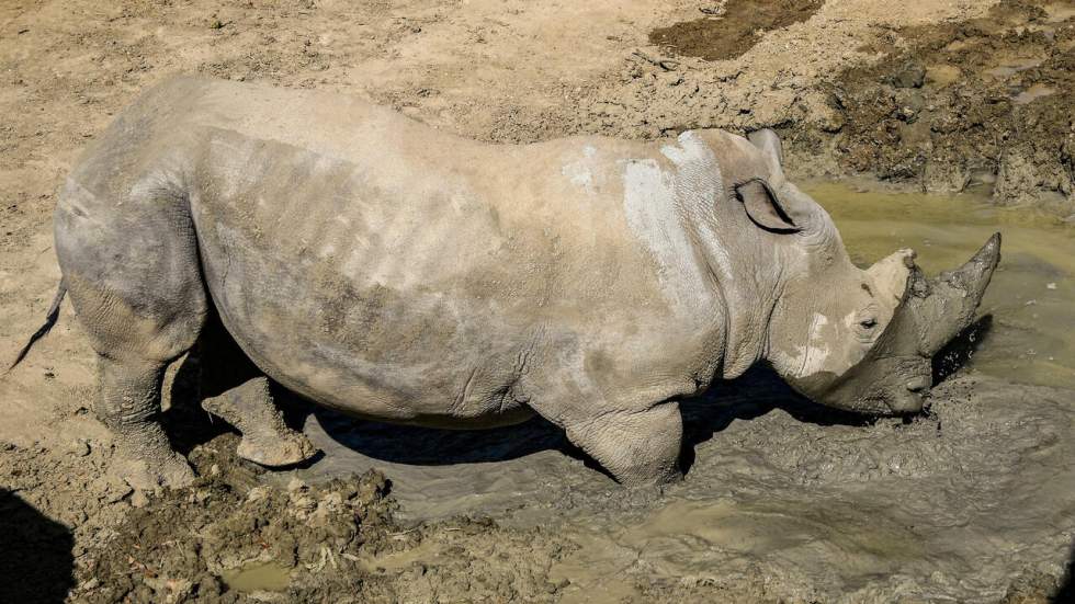 Au Rwanda, 30 rhinocéros blancs du Sud débarquent d'un Boeing 747