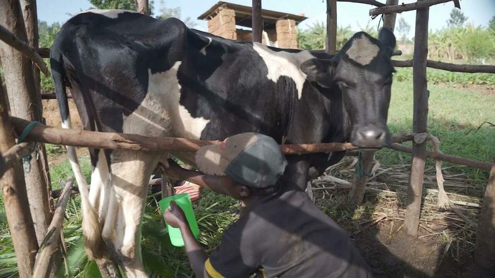 Rwanda : la consommation de lait encouragée par un programme gouvernemental