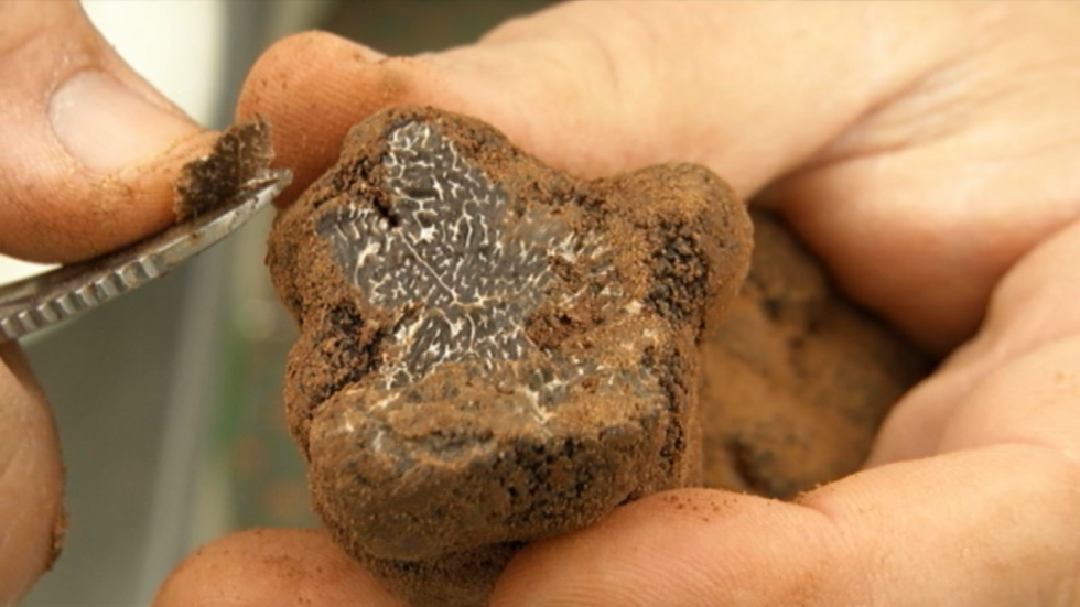 La truffe, un diamant noir dans nos assiettes