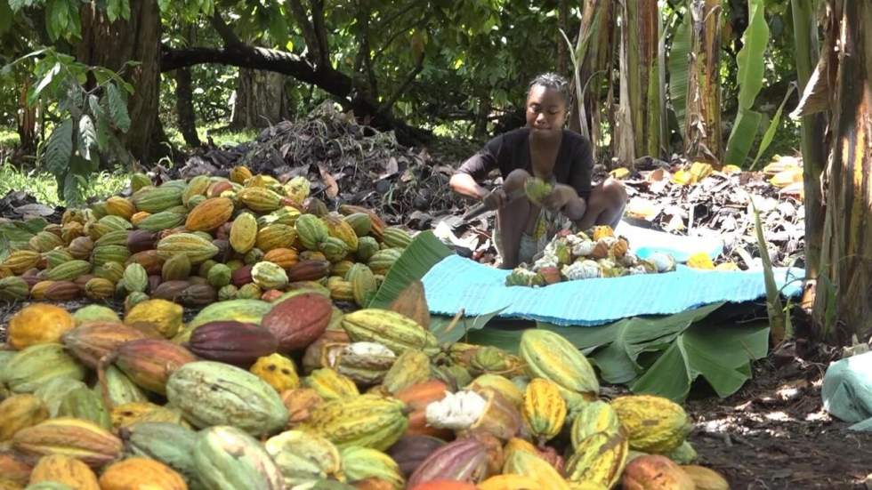 Les fèves de cacao de Madagascar, parmi les plus convoitées au monde