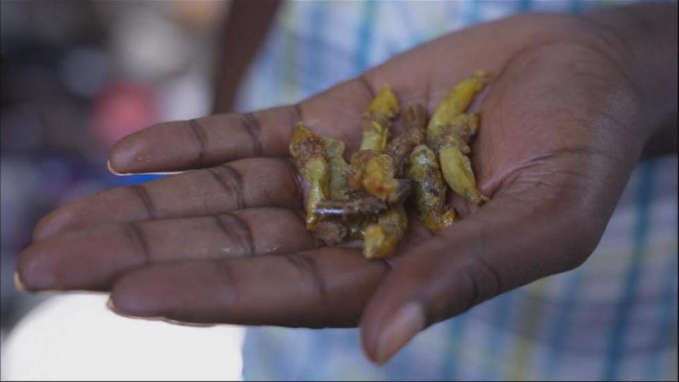 Ouganda : les sauterelles, un mets prisé, délicieux et lucratif Ouganda : les sauterelles, un mets prisé, délicieux et lucratif