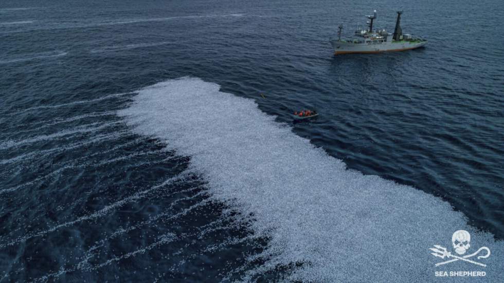 Hécatombe de poissons dans l’Atlantique, Sea Shepherd pointe le "laxisme" de la France