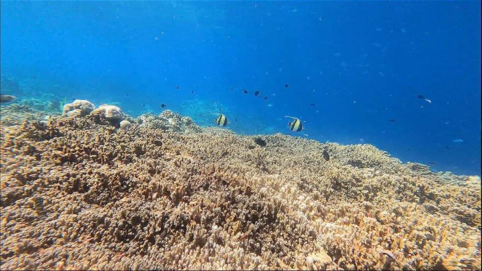 Aux Maldives, des initiatives locales pour sauver les coraux Aux Maldives, des initiatives locales pour sauver les coraux