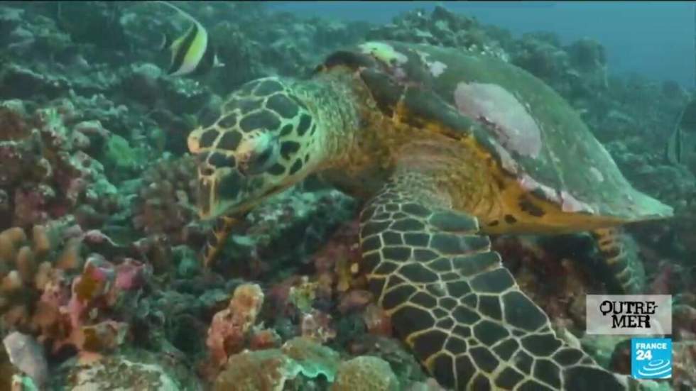 One Ocean Summit : la protection des océans, un enjeu majeur pour l'Outre-mer