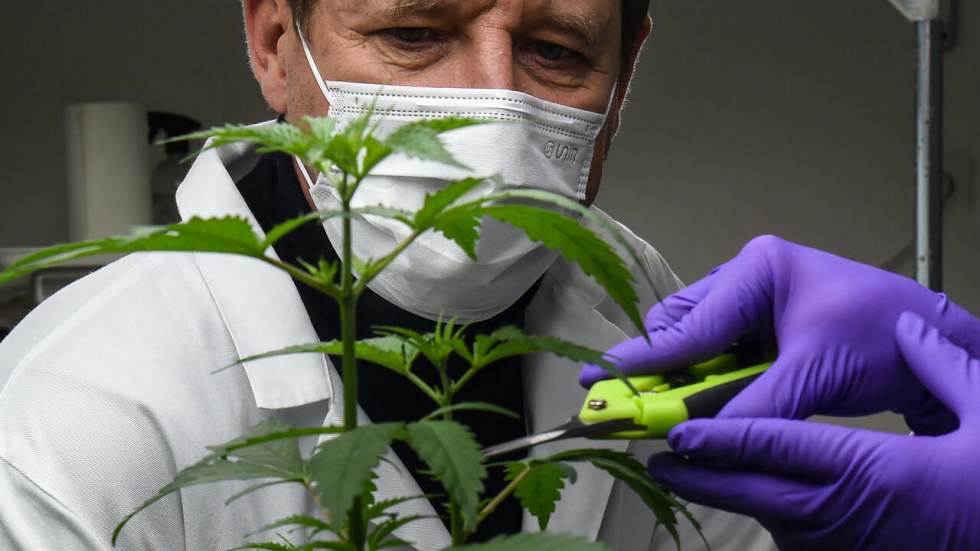 Quels effets la légalisation du cannabis a-t-elle eus au Canada ? Quels effets la légalisation du cannabis a-t-elle eus au Canada ?