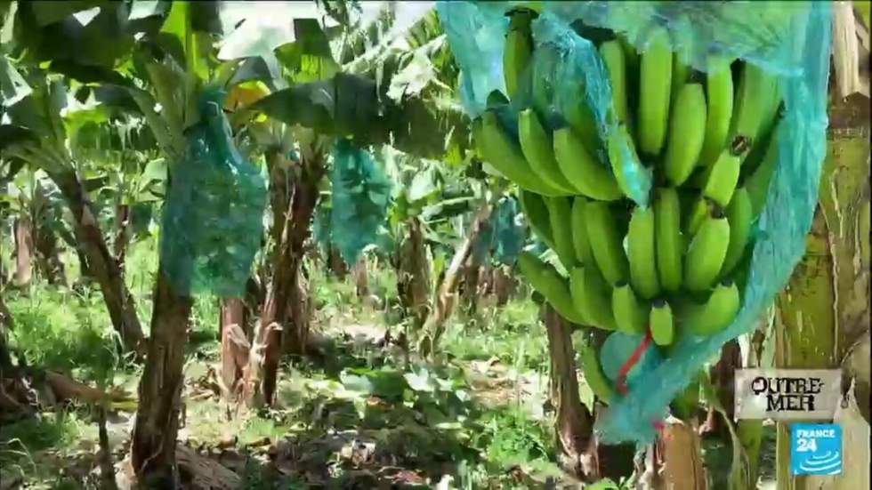 Antilles : le scandale du chlordécone pourrait ne jamais être jugé Antilles : le scandale du chlordécone pourrait ne jamais être jugé