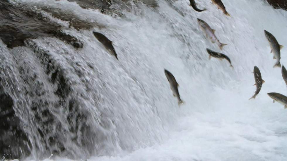 Barrages : sauver les derniers saumons