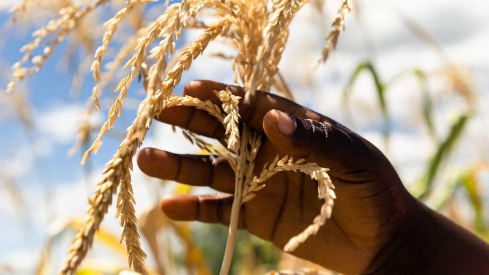 Flambée des prix alimentaires : le FMI alerte sur "les risques de troubles sociaux" en Afrique