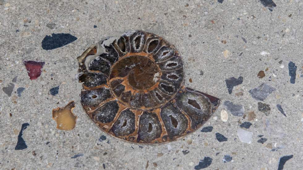 Des trottoirs de Bangkok pavés de fossiles de mollusques du temps des dinosaures