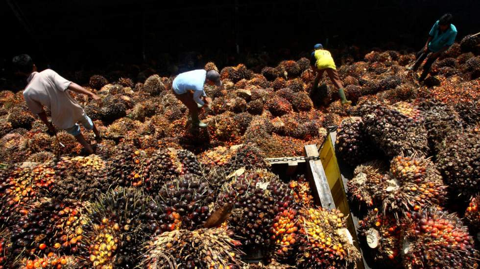 L'Indonésie va autoriser la reprise des exportations d'huile de palme