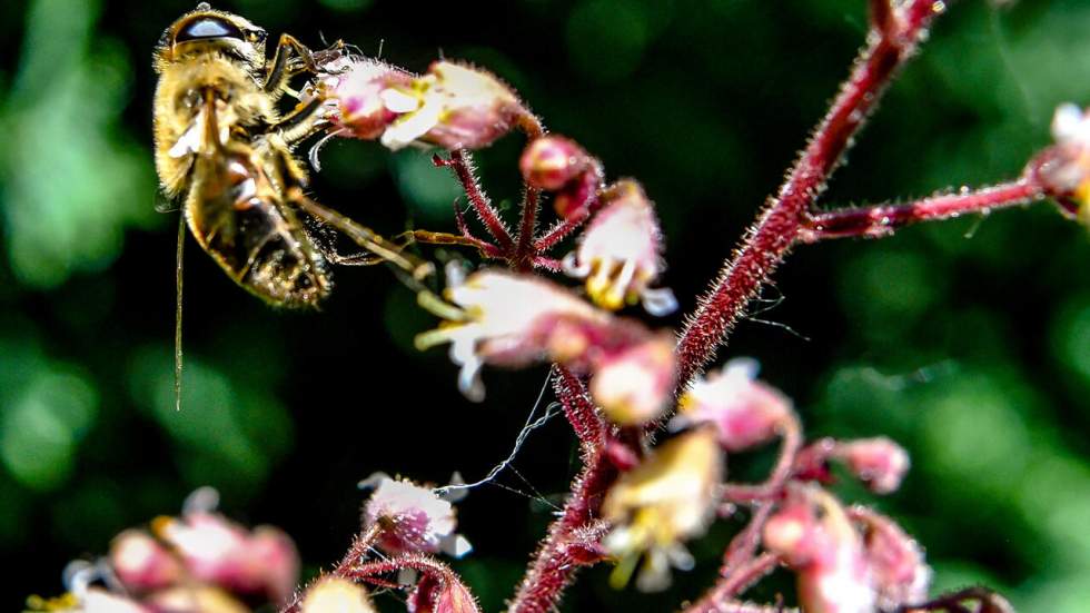 En France, la sécheresse menace aussi les abeilles et les récoltes de miel