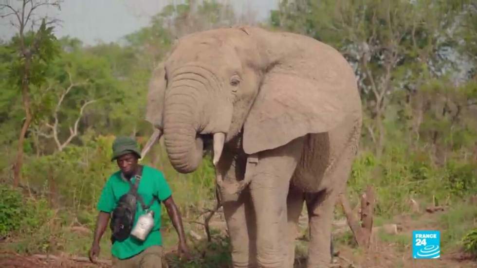 Côte d'Ivoire : un safari pour sauver la faune sauvage Côte d'Ivoire : un safari pour sauver la faune sauvage