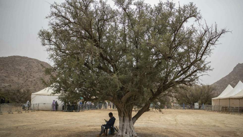 L’arganier, un "rempart contre la désertification" et l’érosion au Maroc