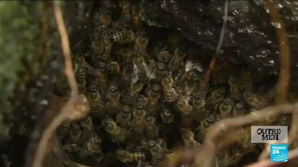 À La Réunion, les abeilles victimes d'un parasite