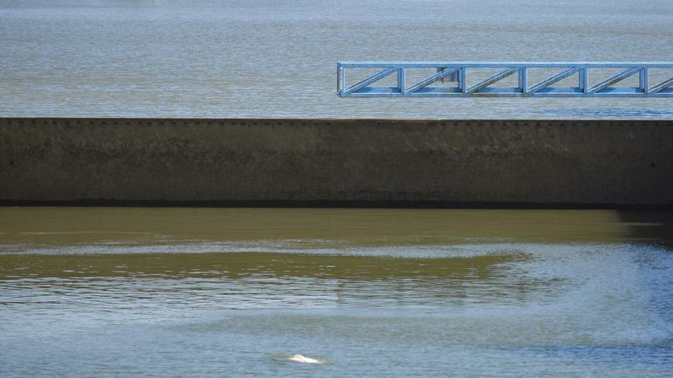 Le béluga dans la Seine, en mauvaise santé, se verra administrer des vitamines