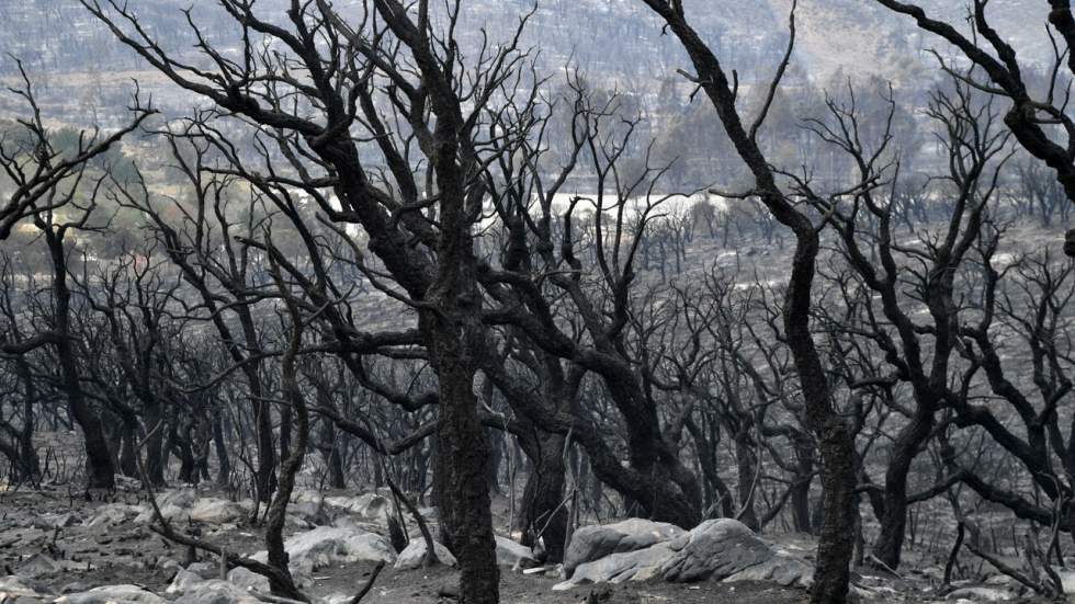 En Algérie, les incendies meurtriers sont "totalement maîtrisés"