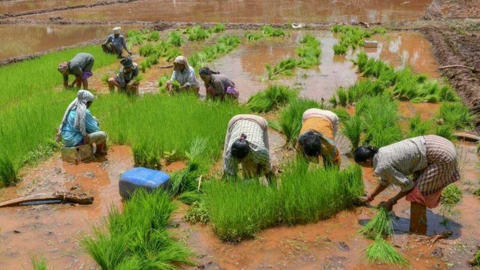 Sécurité alimentaire : l'Afrique redoute une hausse du prix du riz Sécurité alimentaire : l'Afrique redoute une hausse du prix du riz