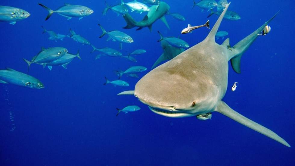 Sommet pour les espèces menacées : une décision "historique" pour protéger les requins