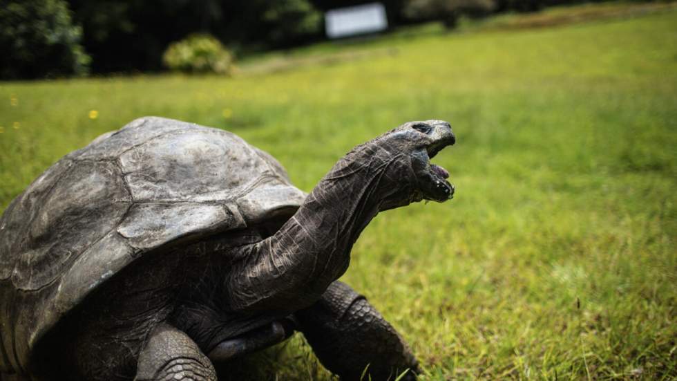 À 190 ans, Jonathan est la plus vieille tortue au monde