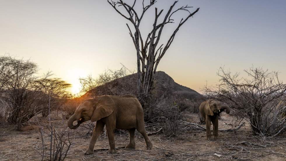 La biodiversité, à la fois victime et outil de lutte contre le réchauffement climatique La biodiversité, à la fois victime et outil de lutte contre le réchauffement climatique