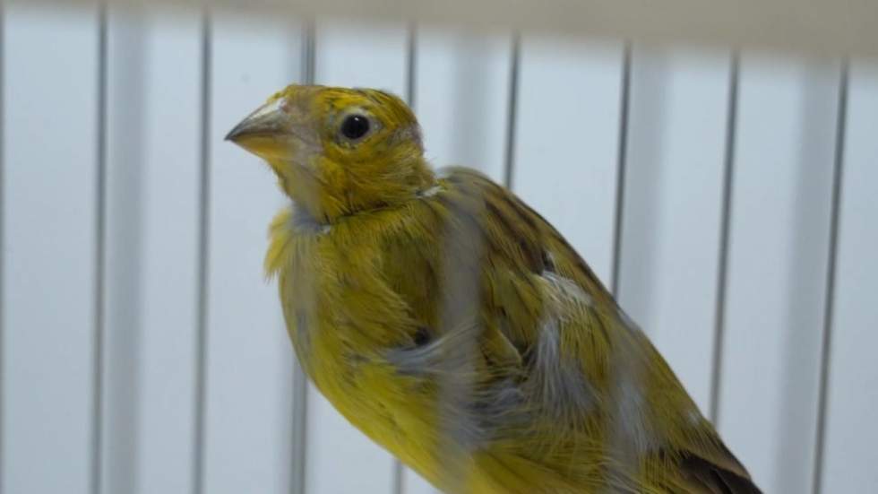 Au Brésil, la lutte de la police environnementale pour sauver des trafiquants les oiseaux protégés