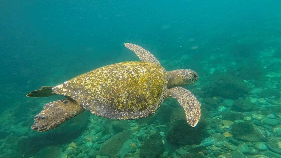 Biodiversité : les "zones mortes" se multiplient dans les océans