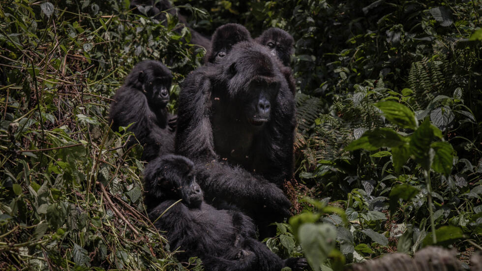 En RD Congo, des gorilles menacés par la présence de la rébellion du M23