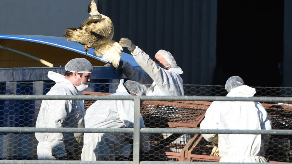 L’Europe touchée par une épidémie de grippe aviaire foudroyante