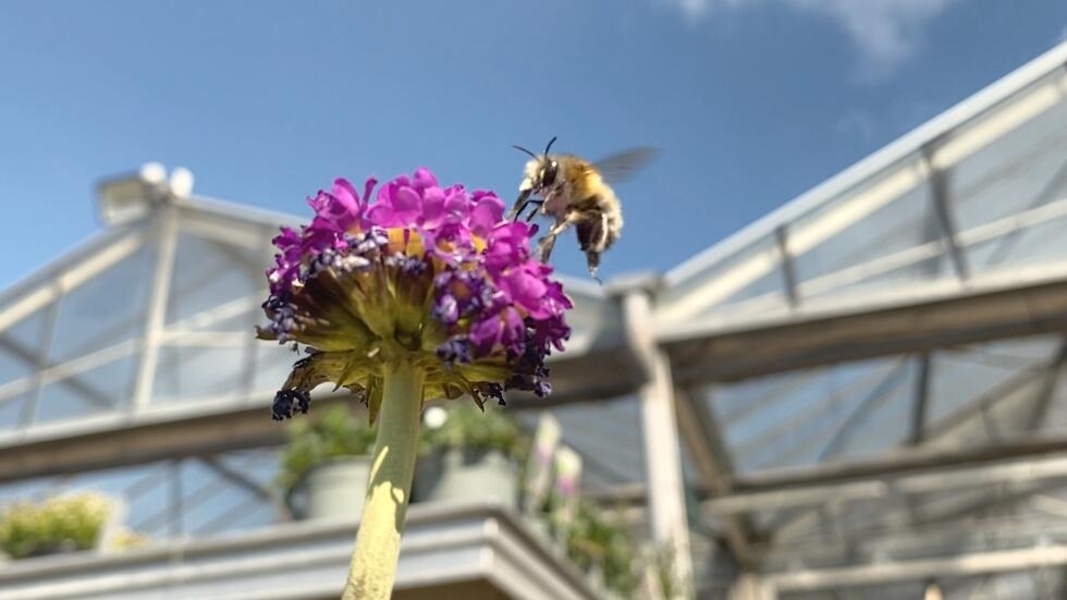 Un vaccin pour abeilles, "une étape importante" pour sauver les ruches