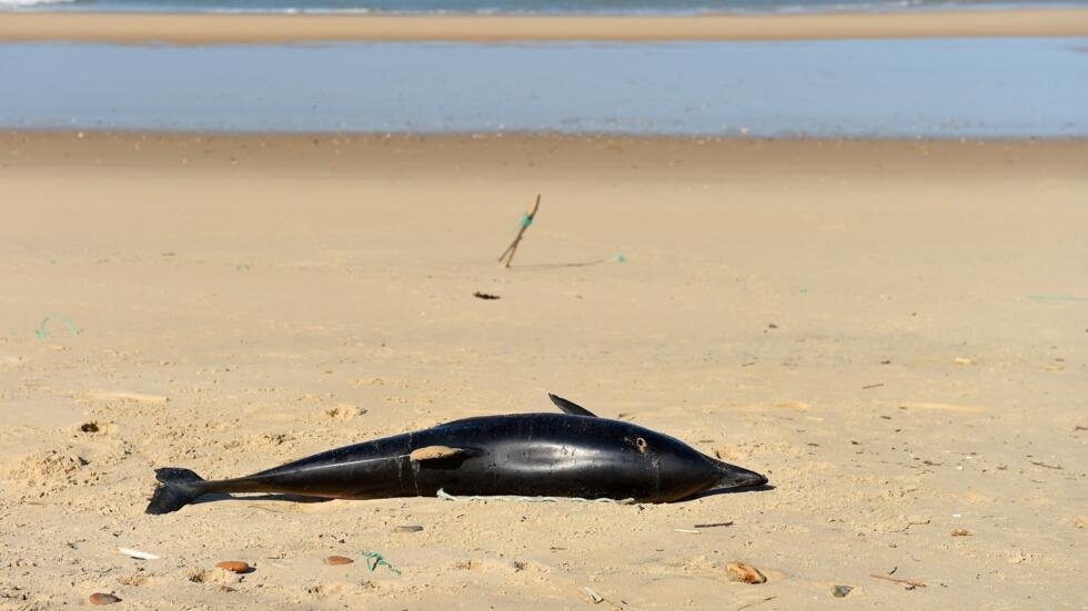 Des centaines de dauphins morts sur les plages de la côte Atlantique, le gouvernement appelé à agir Des centaines de dauphins morts sur les plages de la côte Atlantique, le gouvernement appelé à agir