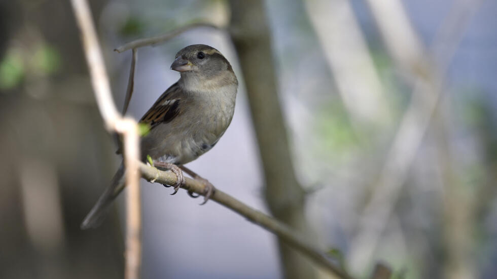 Des experts s'alarment du déclin des oiseaux des jardins qui se confirme en France