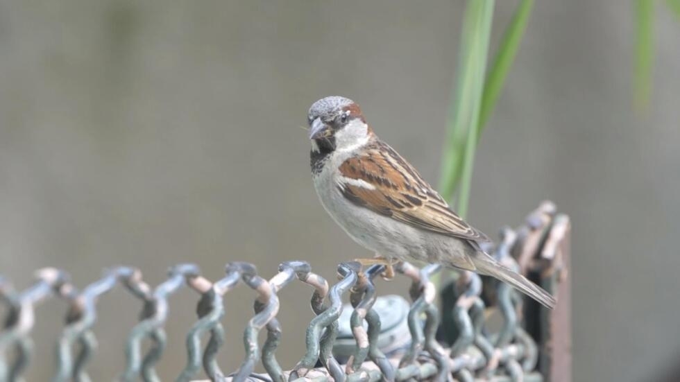 Des experts s'alarment du déclin des oiseaux des jardins qui se confirme en France