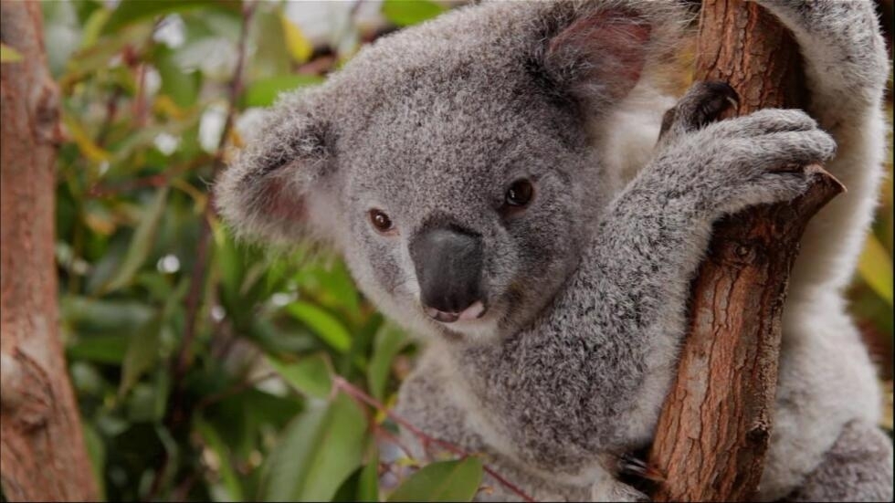 L'Australie au secours des koalas, désormais menacés d'extinction