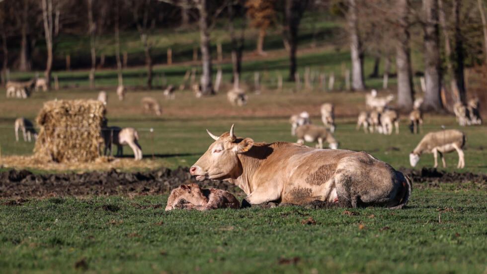 Une planète bleue ou bien cuite ? La viande face au défi du dérèglement climatique