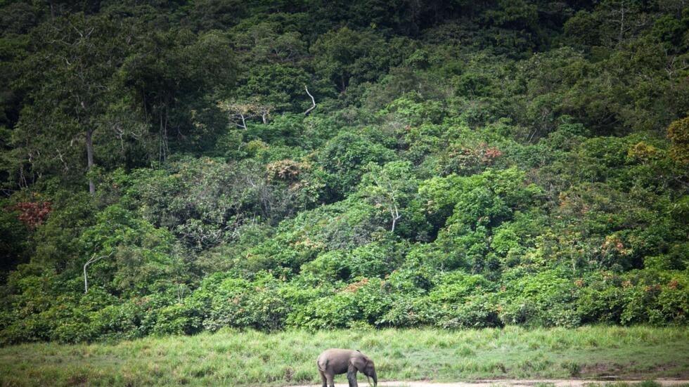 Dans le bassin du Congo, la protection de la forêt face au jeu diplomatique Dans le bassin du Congo, la protection de la forêt face au jeu diplomatique