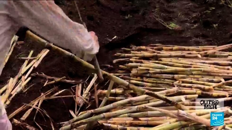 La Réunion : l'inquiétude grandissante des planteurs de canne à sucre